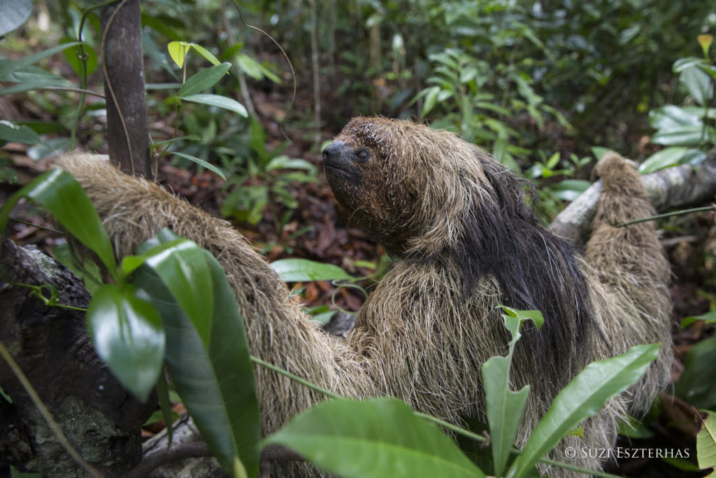 maned sloth suzi