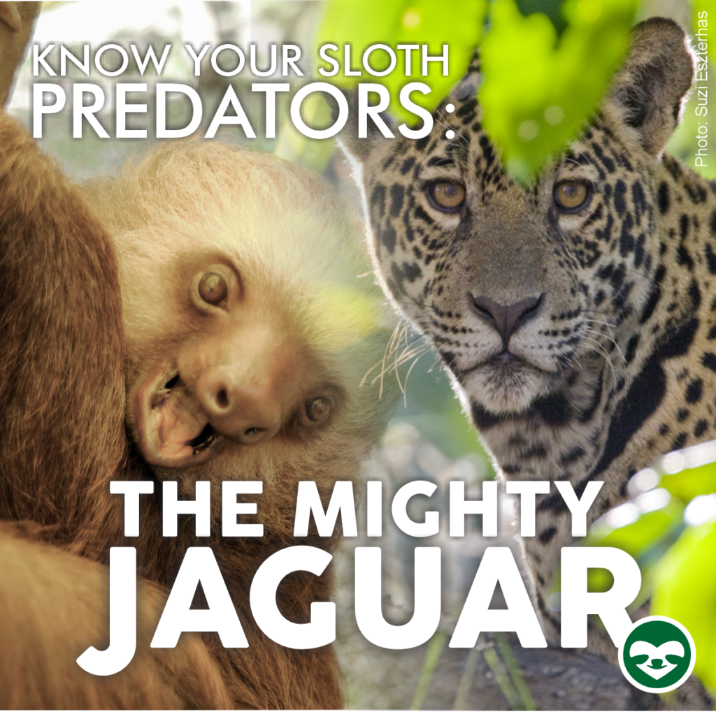 jaguar sloth predator