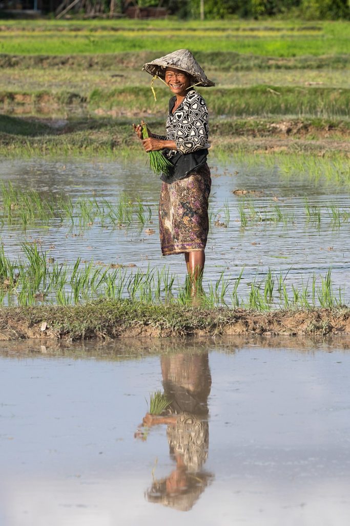 woman farmer rice fields