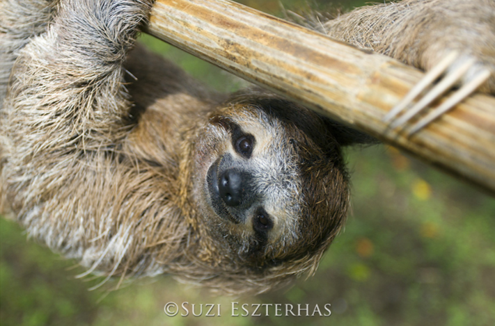 three-fingered three-toed sloth hanging smiling