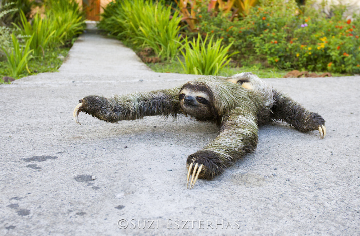 three-fingered three-toed sloth crawling on ground