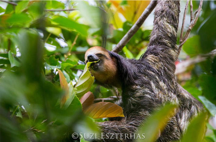 three-fingered three-toed sloth eating leaves