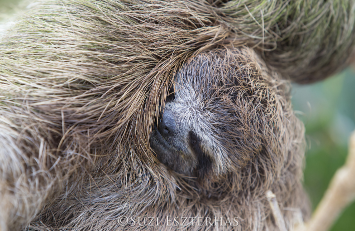 baby three-fingered three-toed sloth snuggling mother