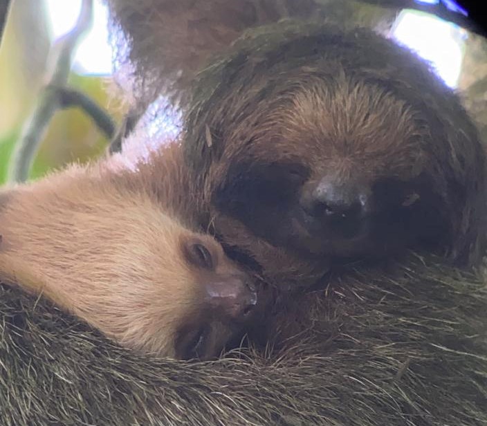 Three-fingered sloth 'adopts' a two-fingered sloth baby!