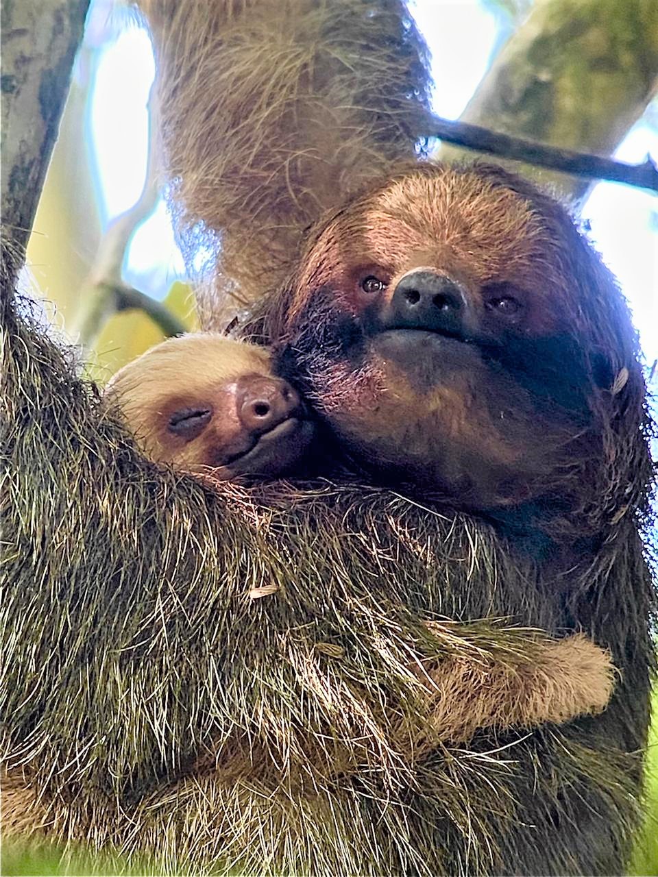 Three-fingered sloth 'adopts' a two-fingered!