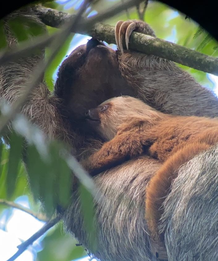 Three-fingered sloth 'adopts' a two-fingered sloth baby!