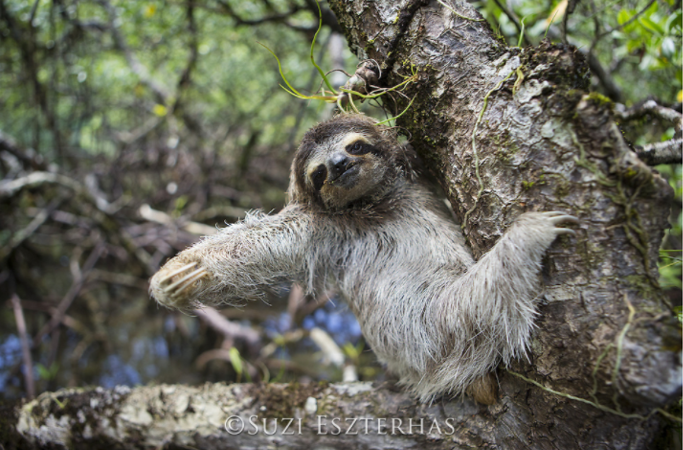 pygmy sloth