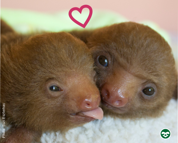 sloth lovers