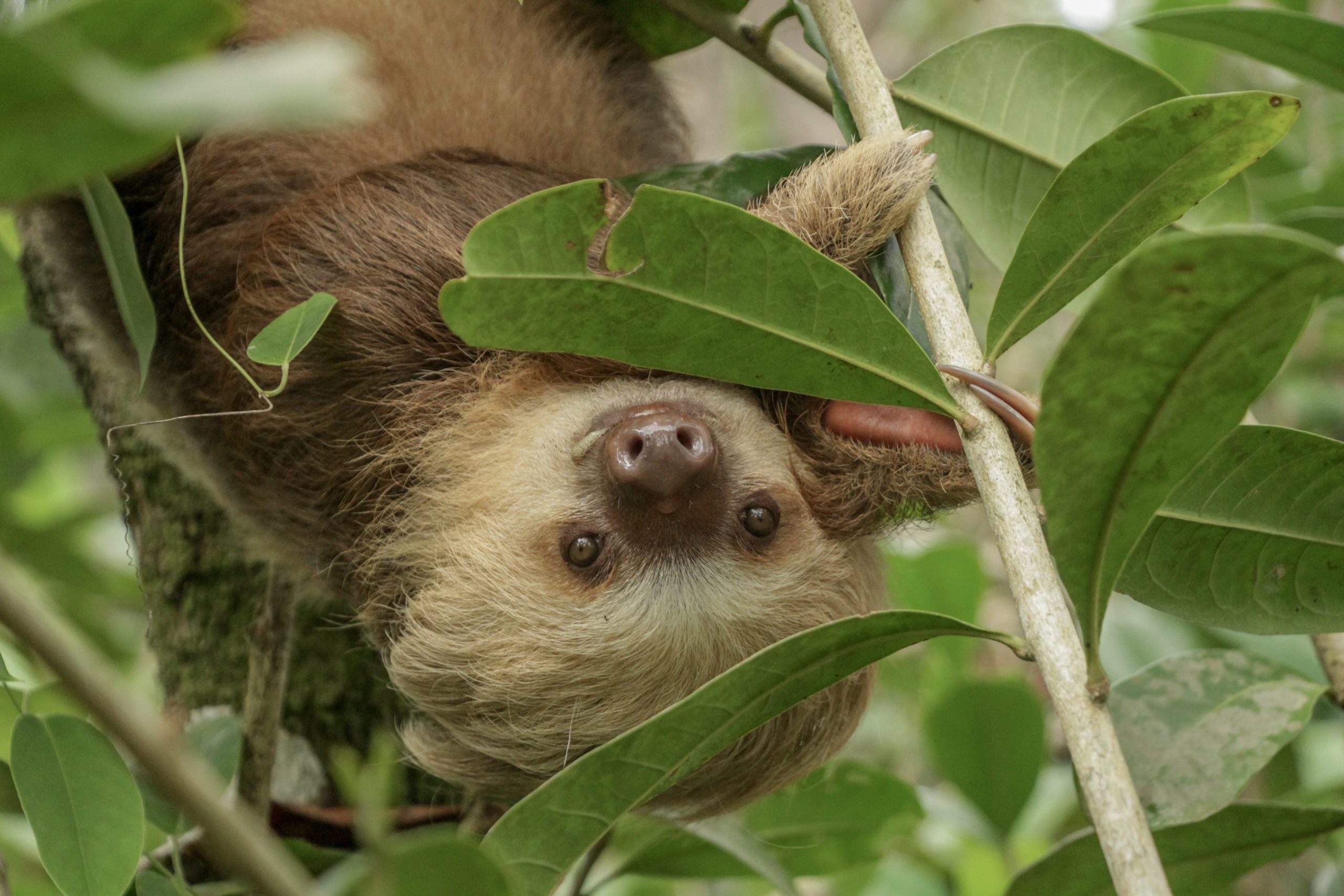 sharon urban sloth