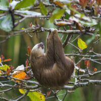 sloth sleep