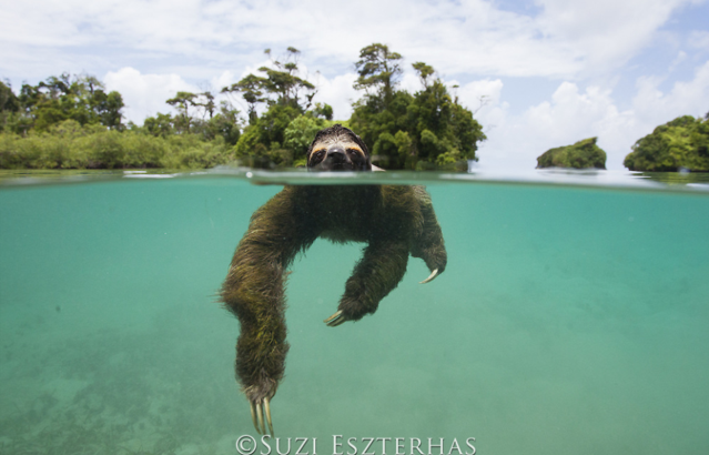pygmy sloth swimming