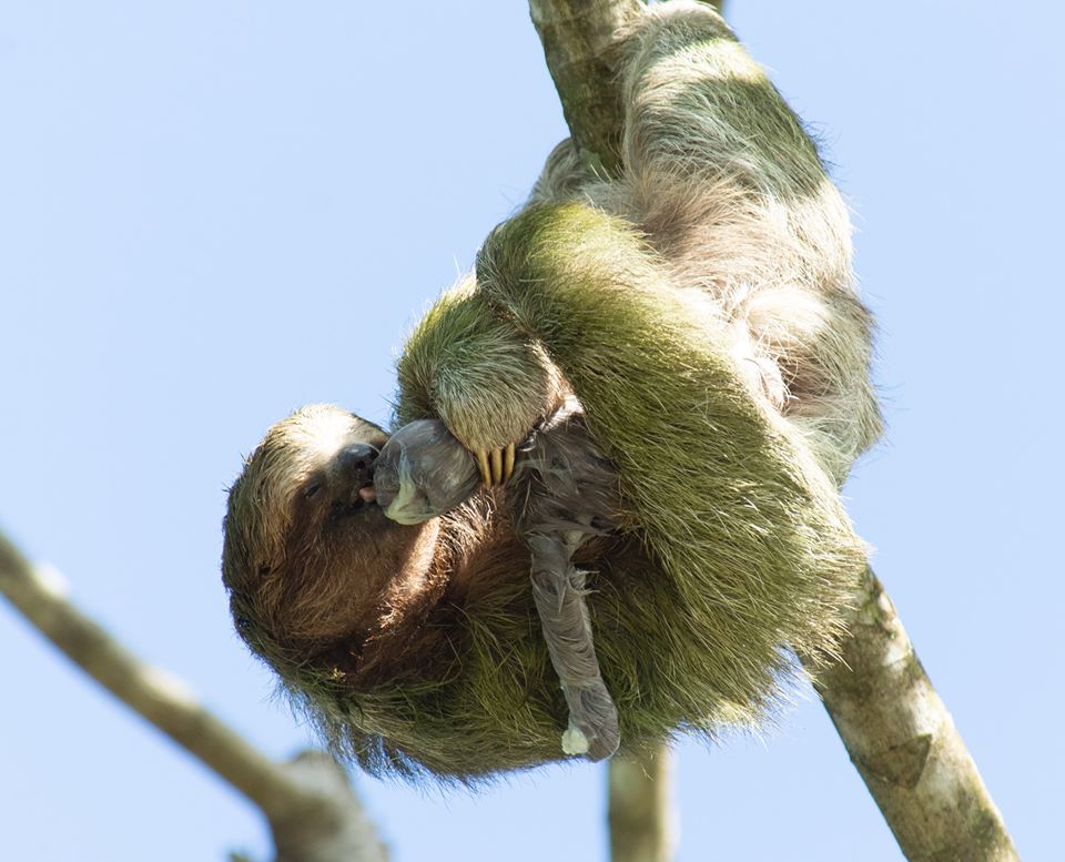 baby sloth birth