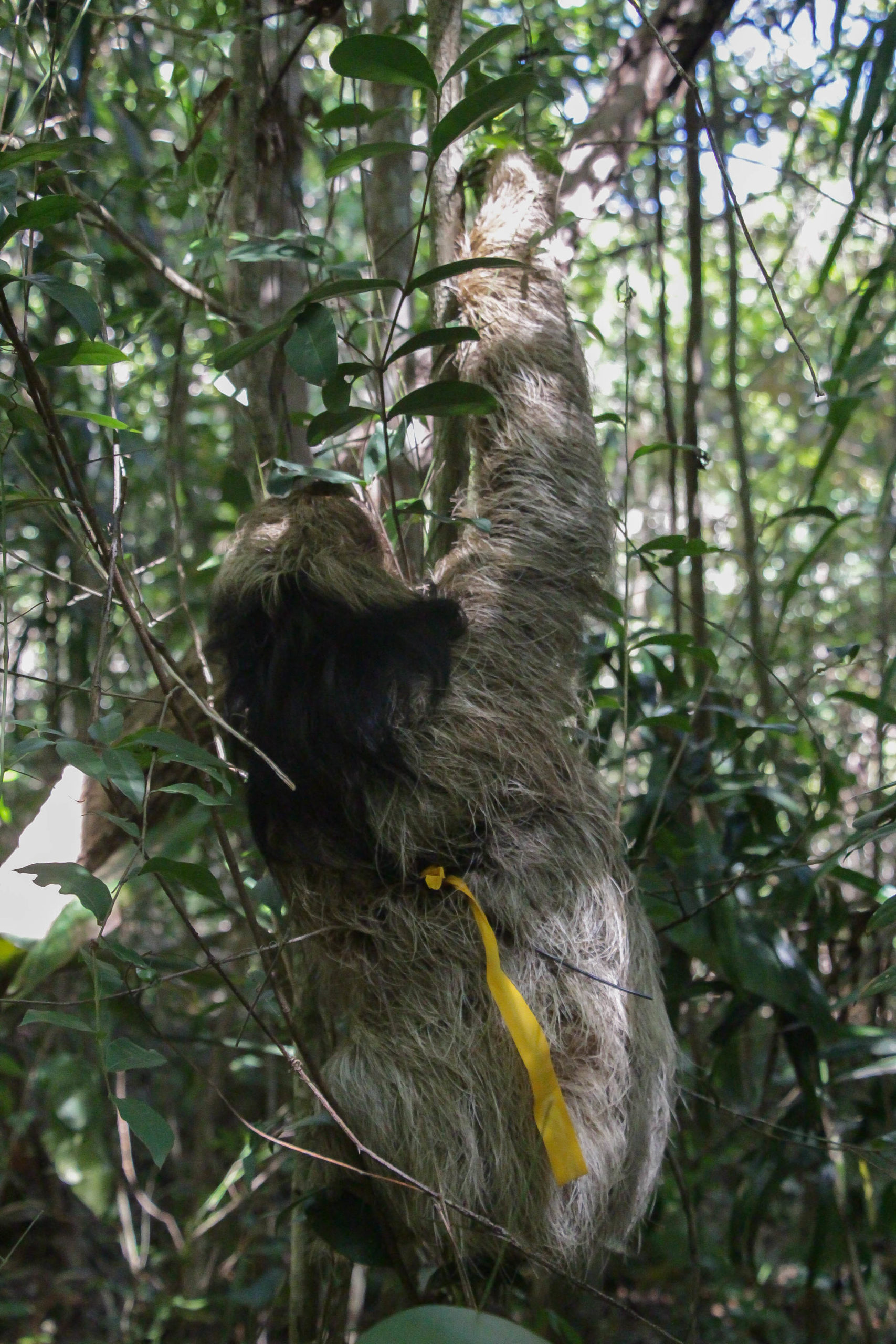 maned sloths brazil
