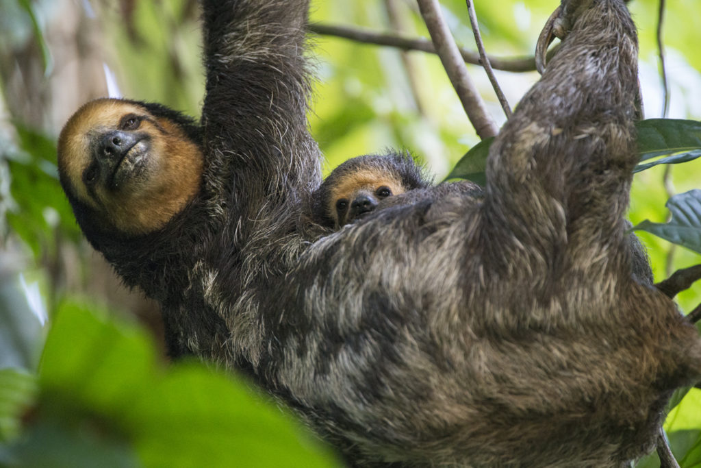 Baby Sloths: Everything you always wanted to know - Sloth Conservation