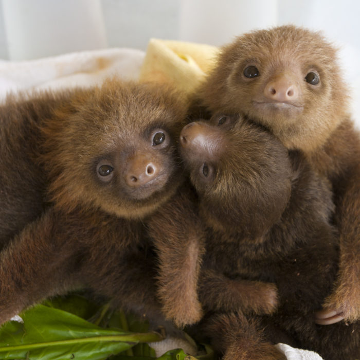 Hoffmann's Two-toed Sloth 
Choloepus hoffmanni
Orphaned babies
Aviarios Sloth Sanctuary, Costa Rica
*Rescued and in rehabilitation program