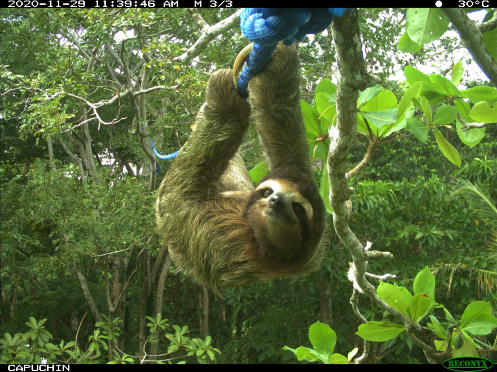 camera trap crossing