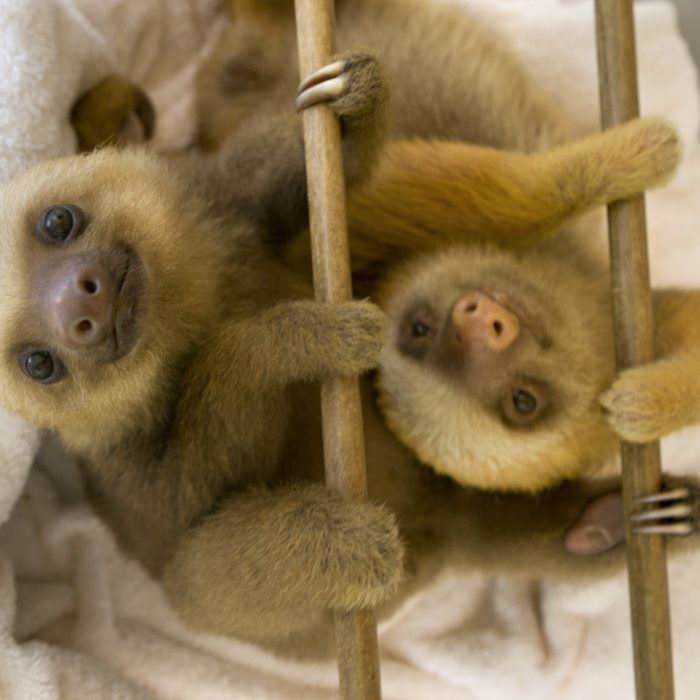 sloth mom clinging