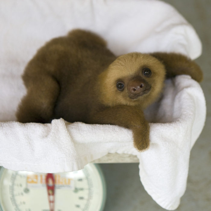 Hoffmann's Two-toed Sloth Choloepus hoffmanniOrphaned baby on scaleAviarios Sloth Sanctuary, Costa Rica*Rescued and in rehabilitation program
