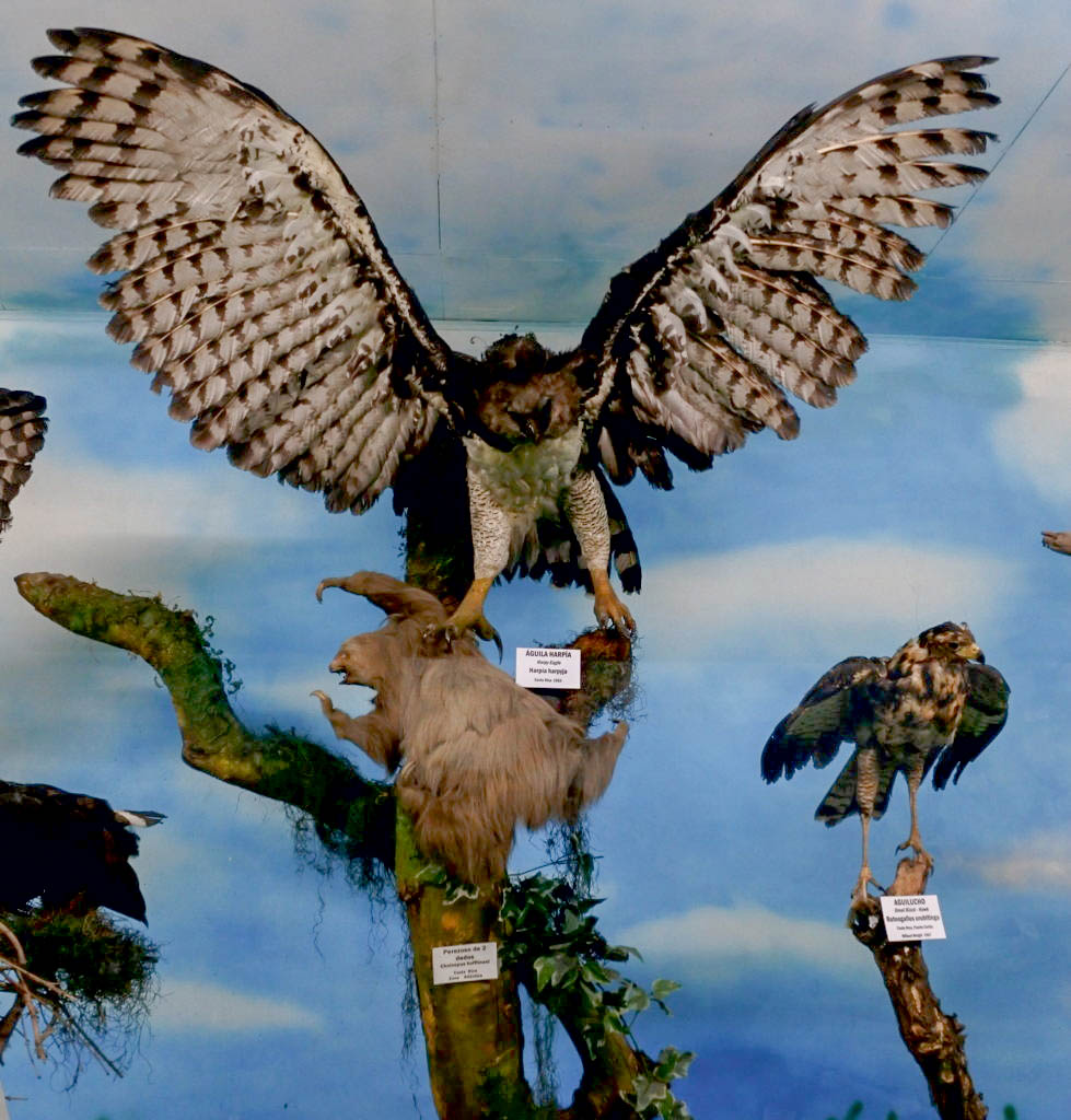 harpy eagle museum taxidermy