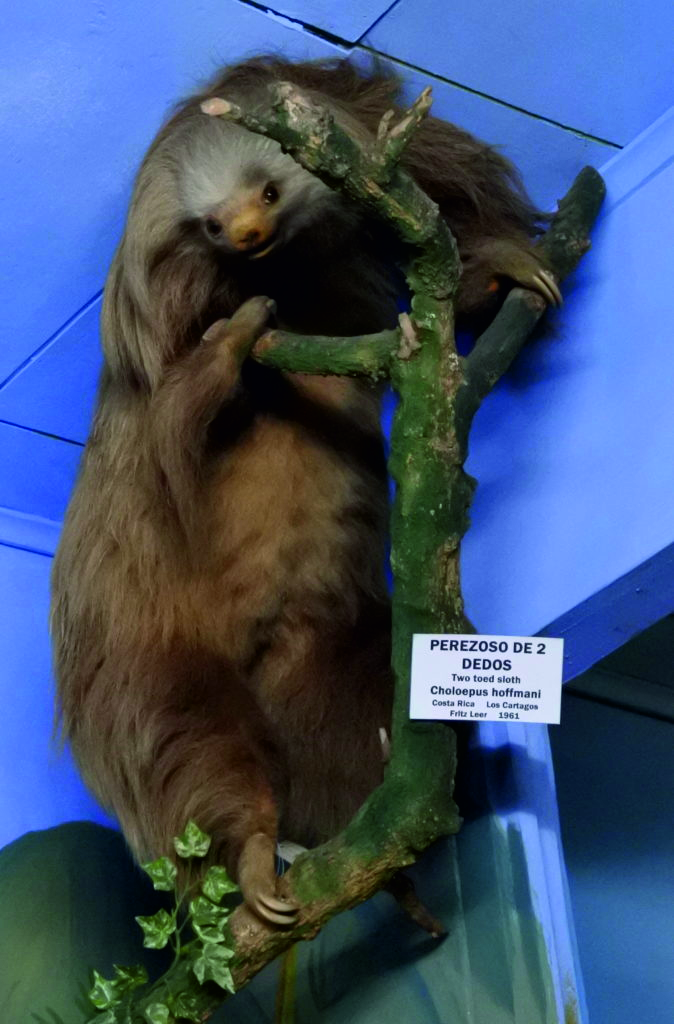 taxidermy museum sloth