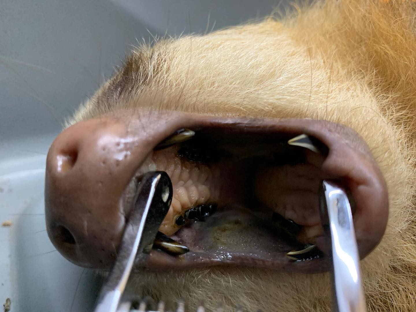 sloth teeth pet