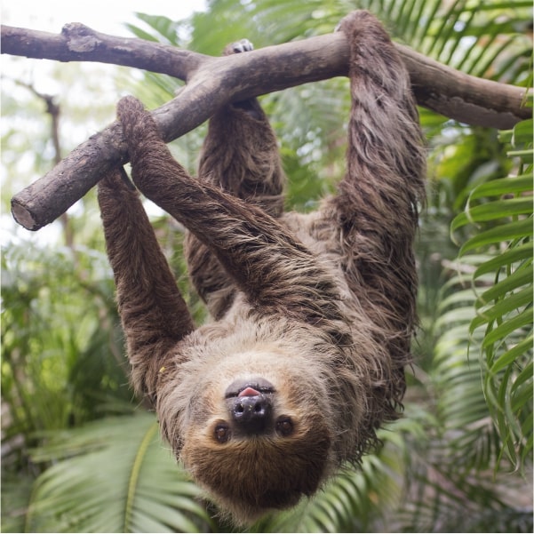 linneus sloth