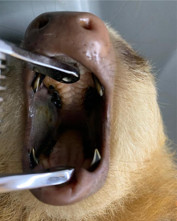 4. Sloth Biology - The Sloth Conservation Foundation