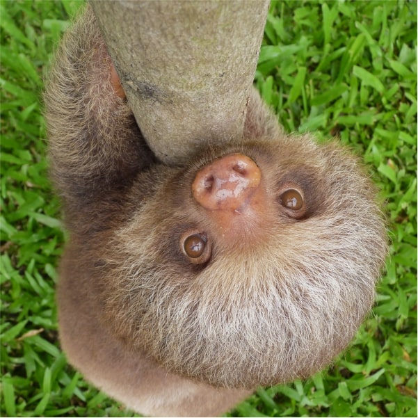 harpo poop sloth
