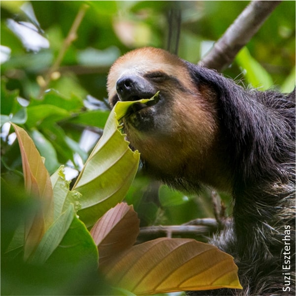 pale throated sloth eating leaves