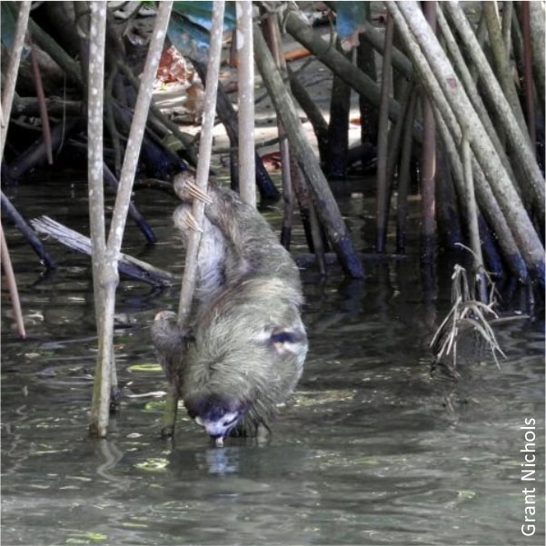 sloth drinking water from river