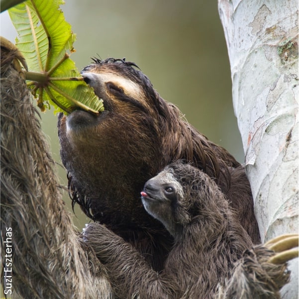 baby sloth eating leaves cecropia