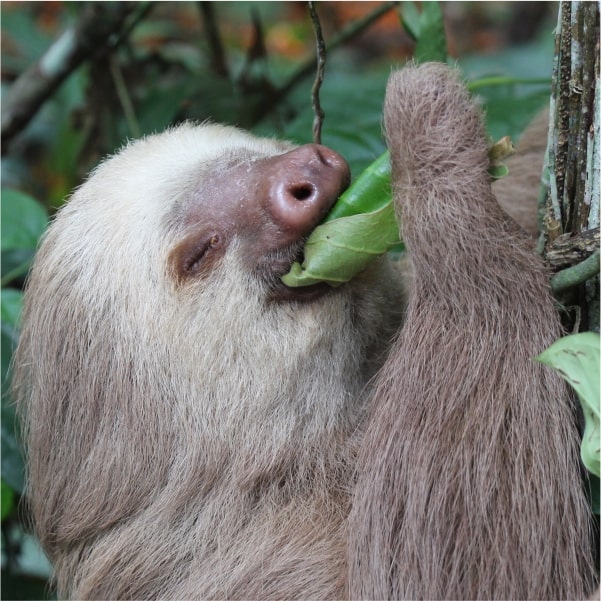 sloth eating leaves