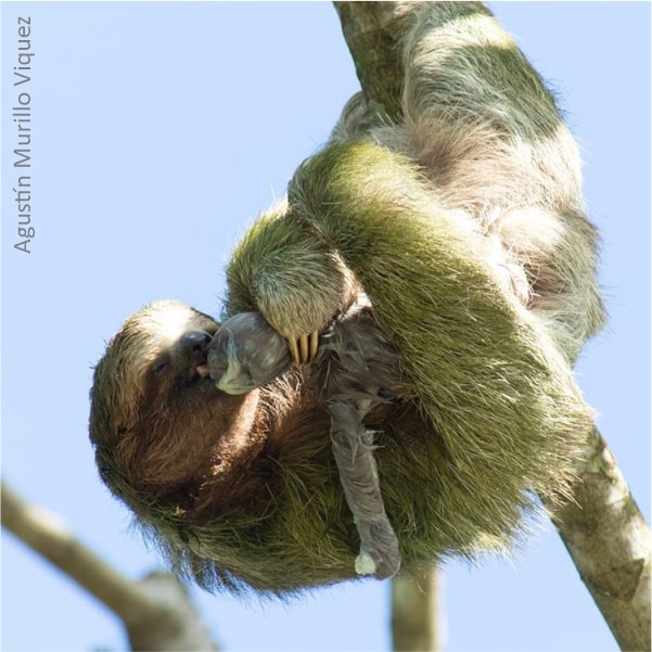 sloth birth