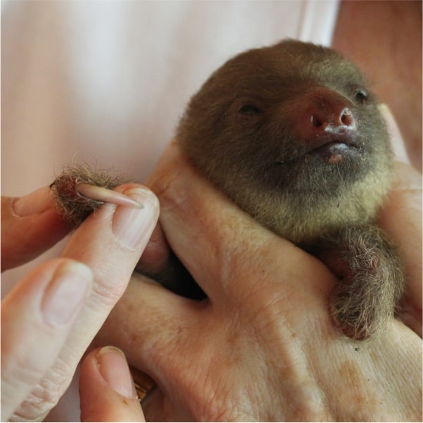 sloth genetic