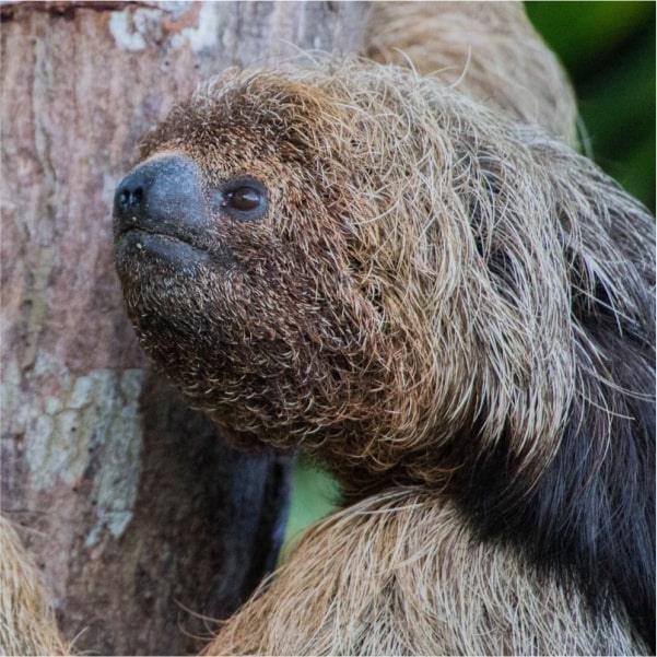 maned sloth brazil