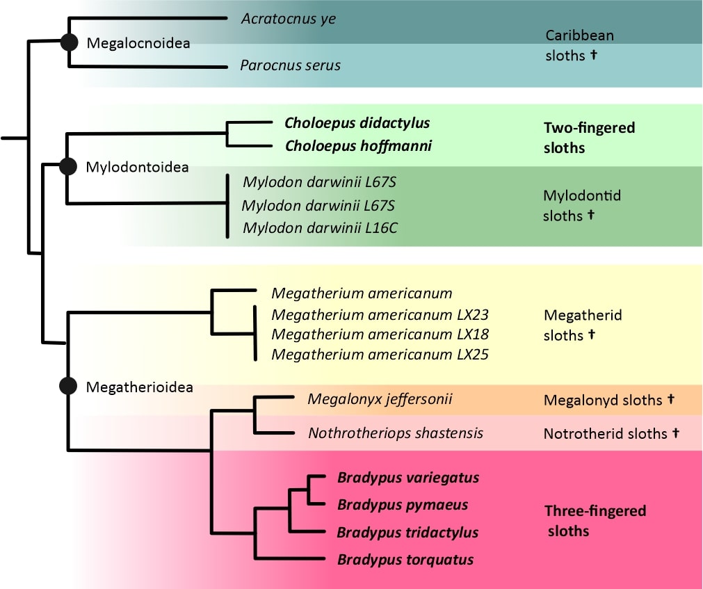 phylogenetics sloths 