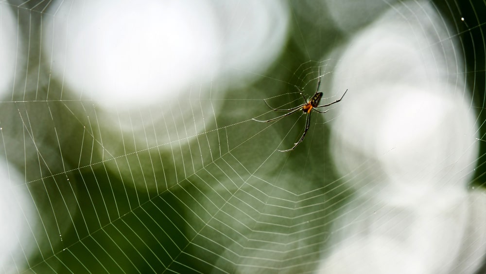 golden orb web spider