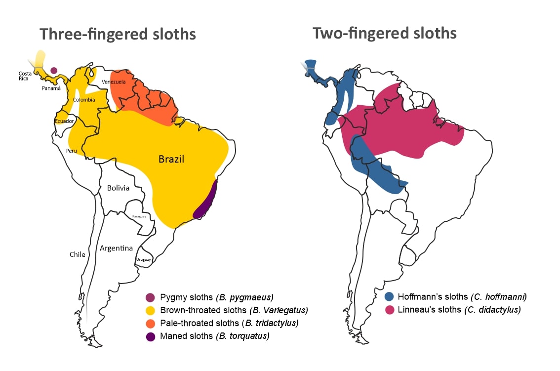 distribution map of sloths