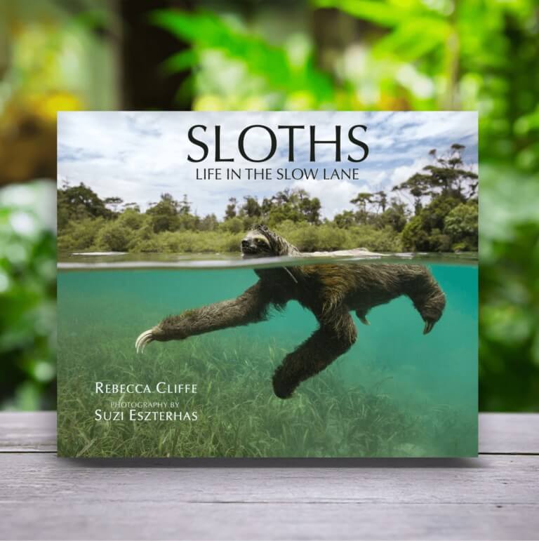 SLOTHS LIFE IN THE SLOW LANE