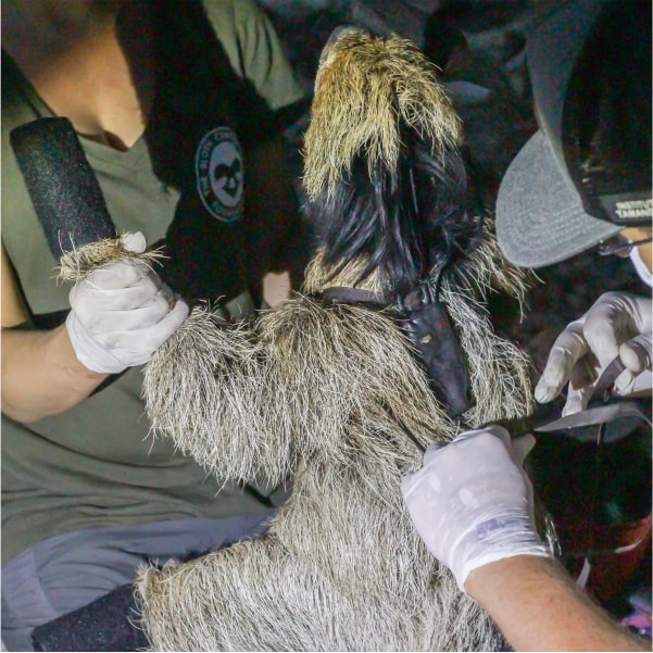 maned sloth backpack