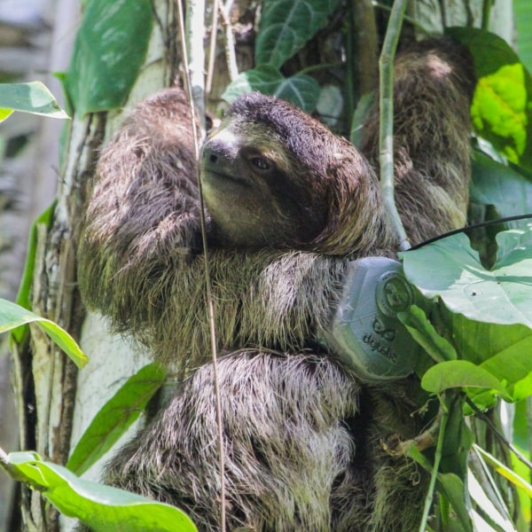alan sloth