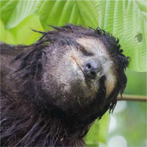 adopt a sloth VIP subscription