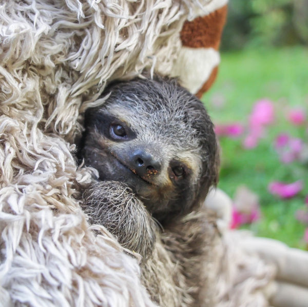 baby sloth cute with teddy bear