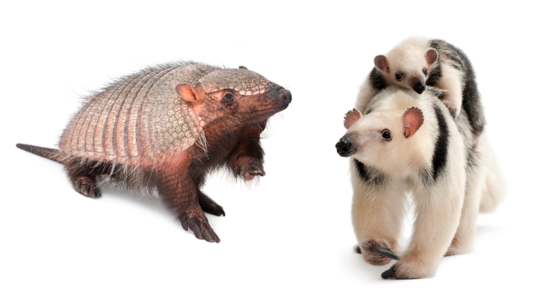 armadillo and anteater