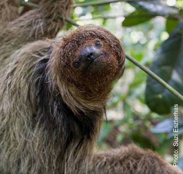 maned sloth brazil