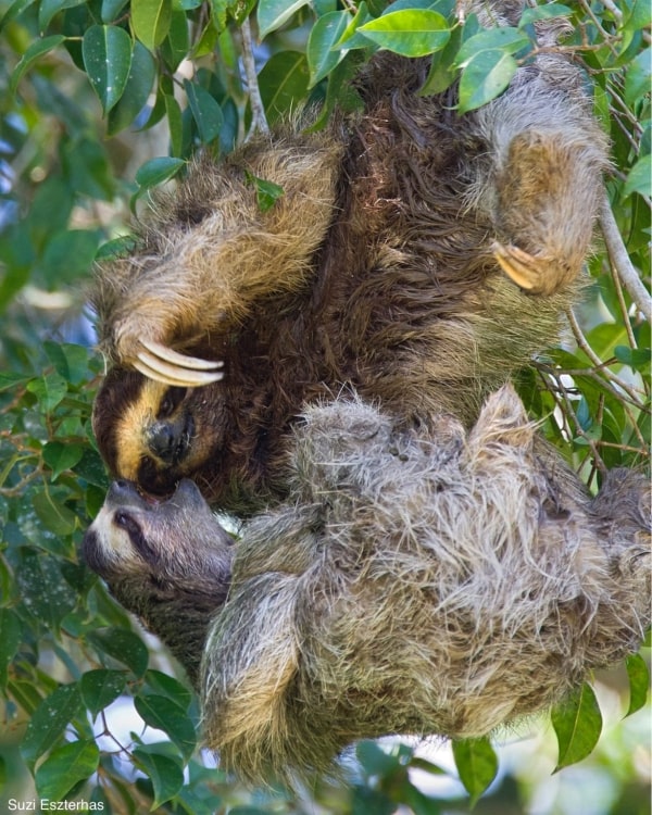 sloth fighting