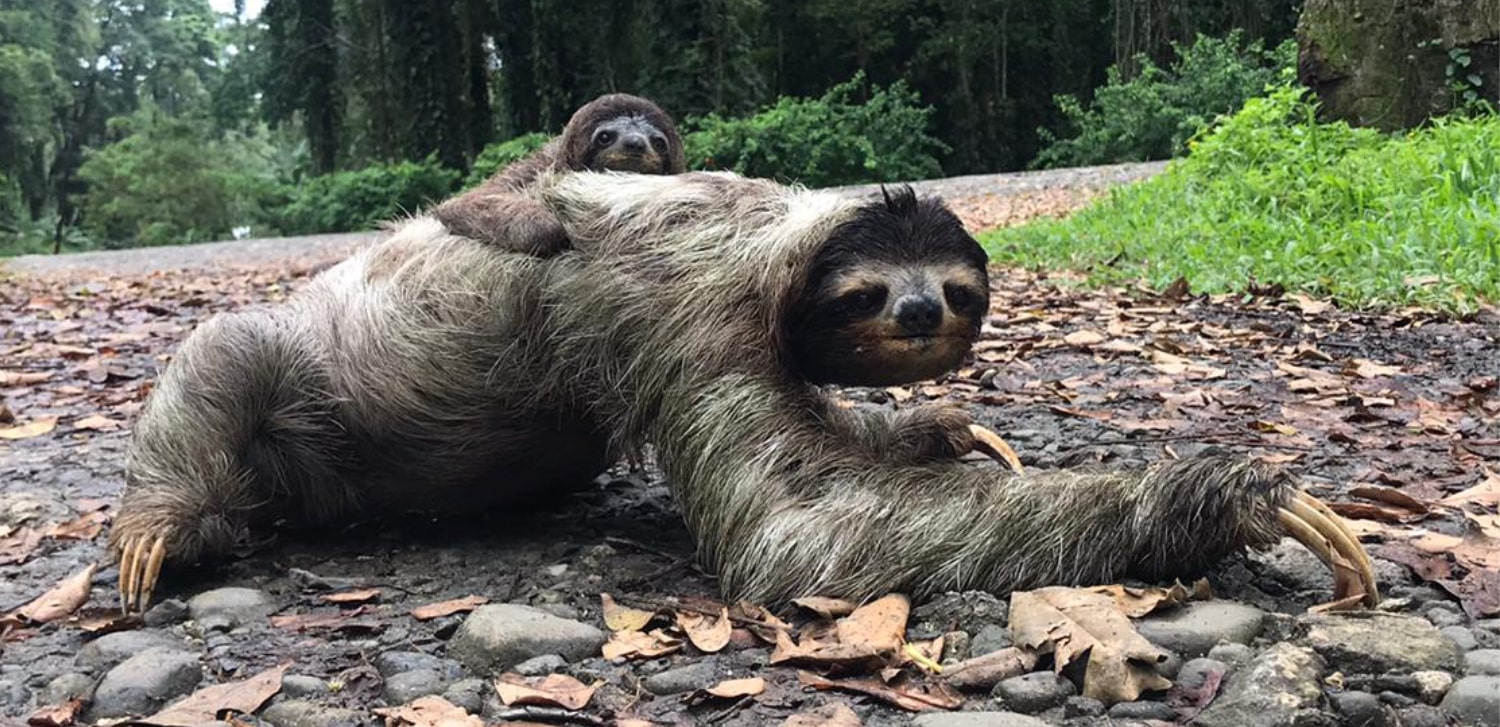 sloth laying down