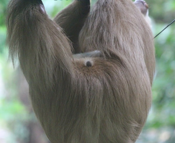 two-fingered sloth genitals anus