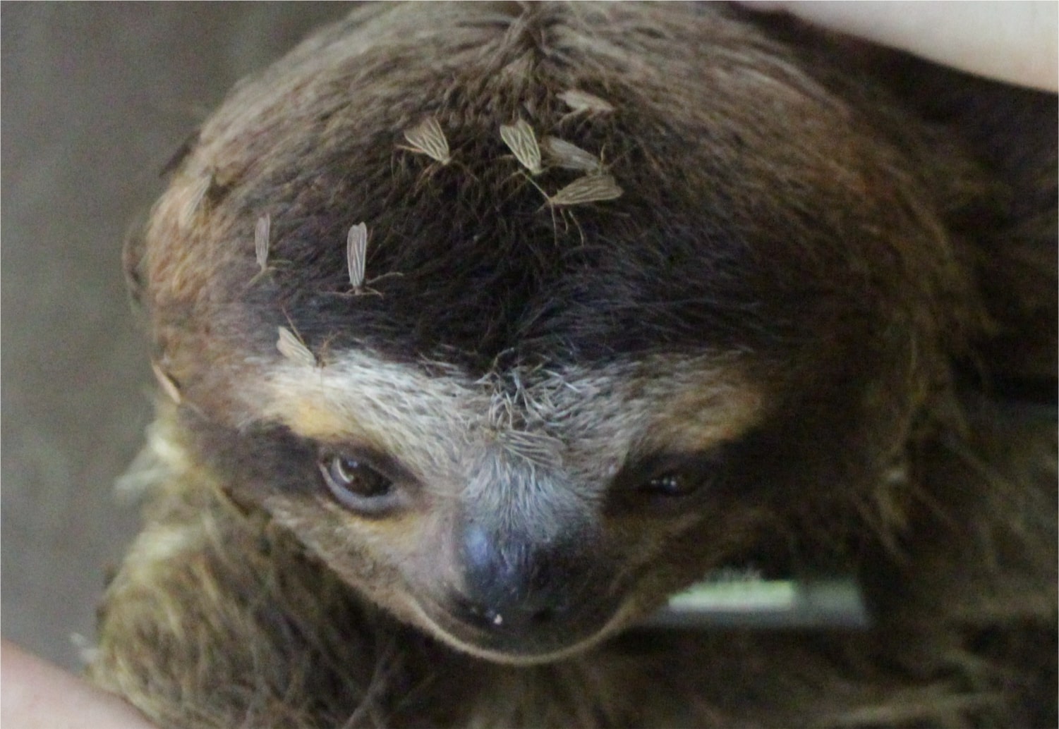 About Sloth Parasites - The Sloth Conservation Foundation