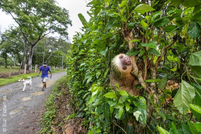 man walking a dog next to a sloth